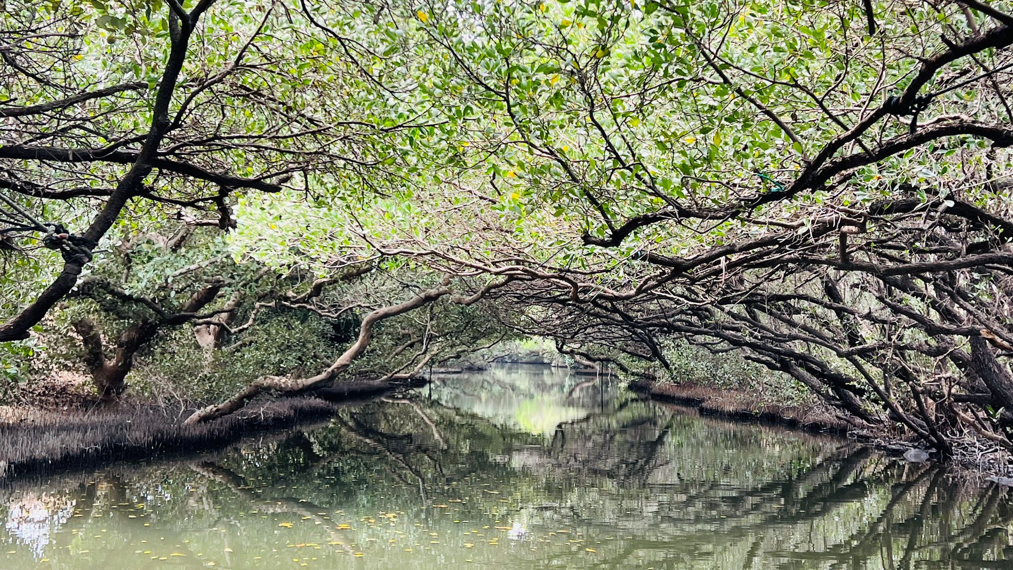 台南,四草溼地,台江國家公園,綠色隧道,溼地,山海戀單車