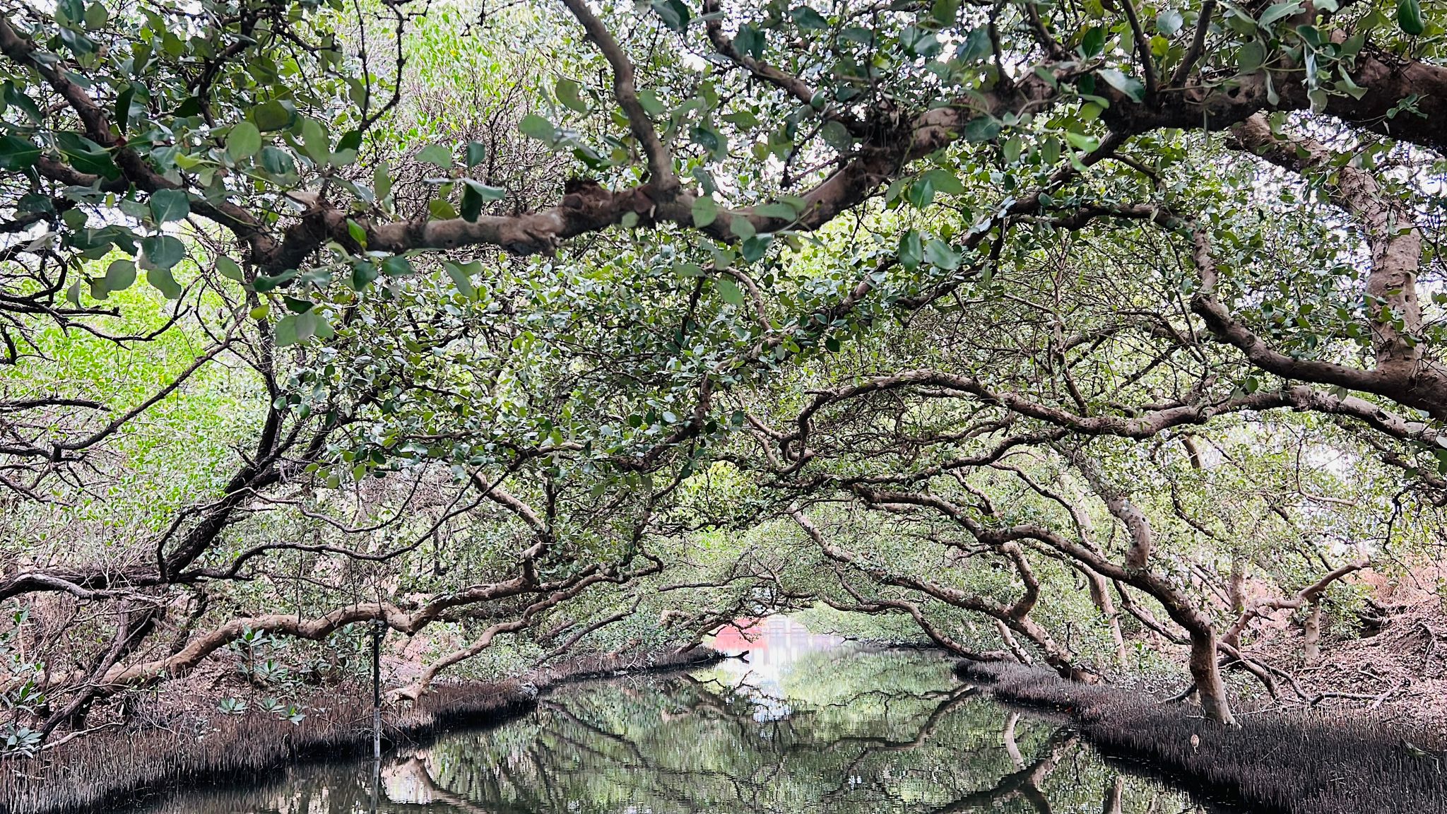 台南,四草溼地,台江國家公園,綠色隧道,溼地,山海戀單車
