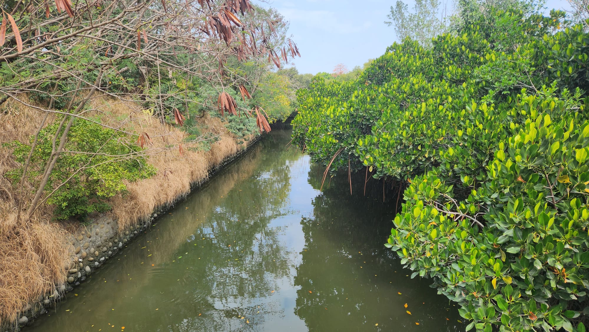 台南,四草溼地,台江國家公園,綠色隧道,溼地,山海戀單車