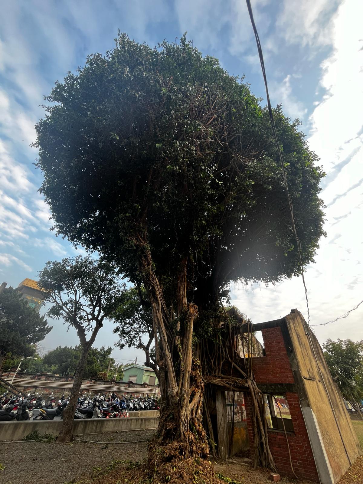 台南,安平,安平樹屋,德記洋行,自然生態,山海戀單車