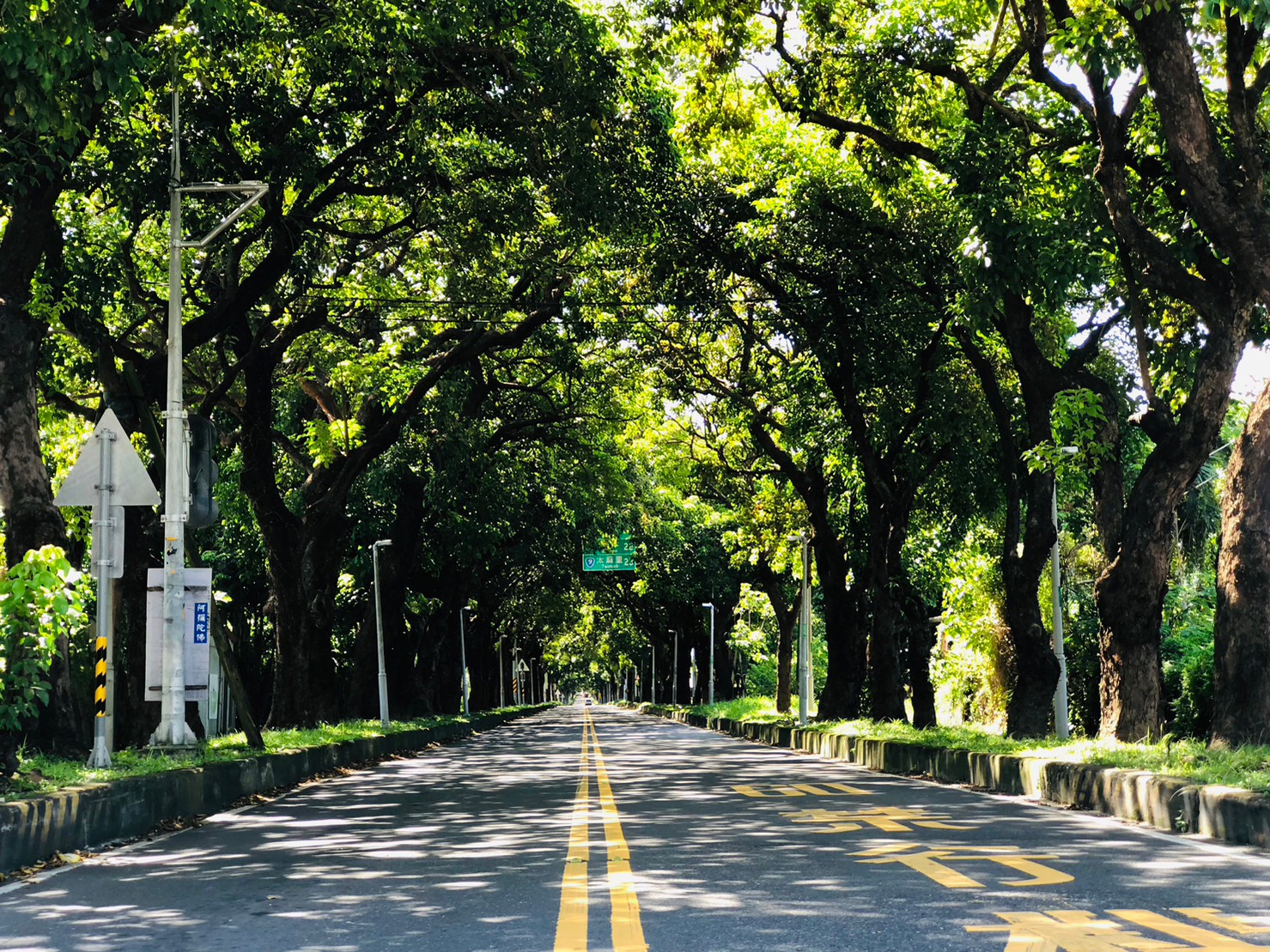 台東,卑南,十股綠色隧道,茄苳樹,山海戀單車