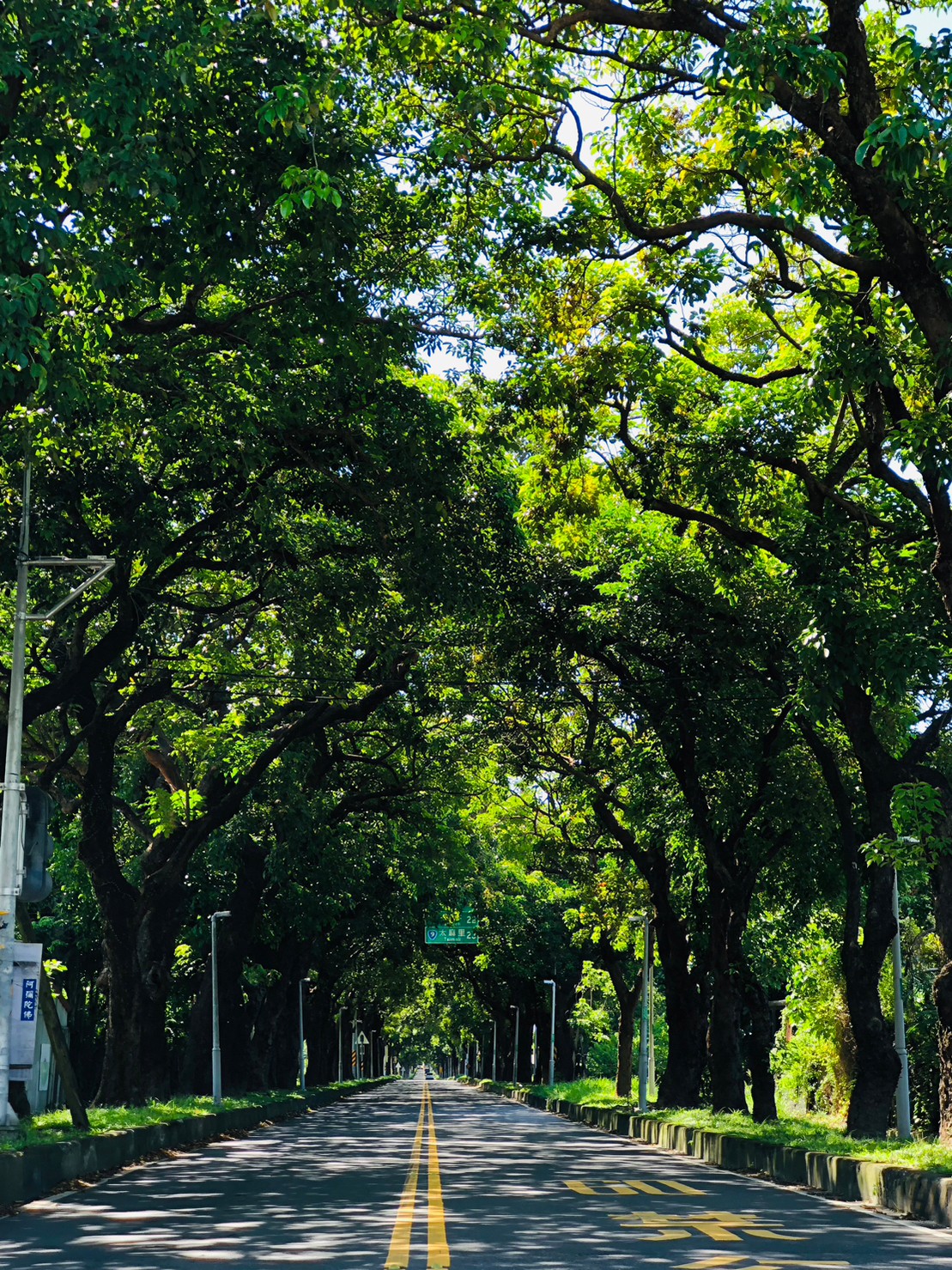 台東,卑南,十股綠色隧道,茄苳樹,山海戀單車