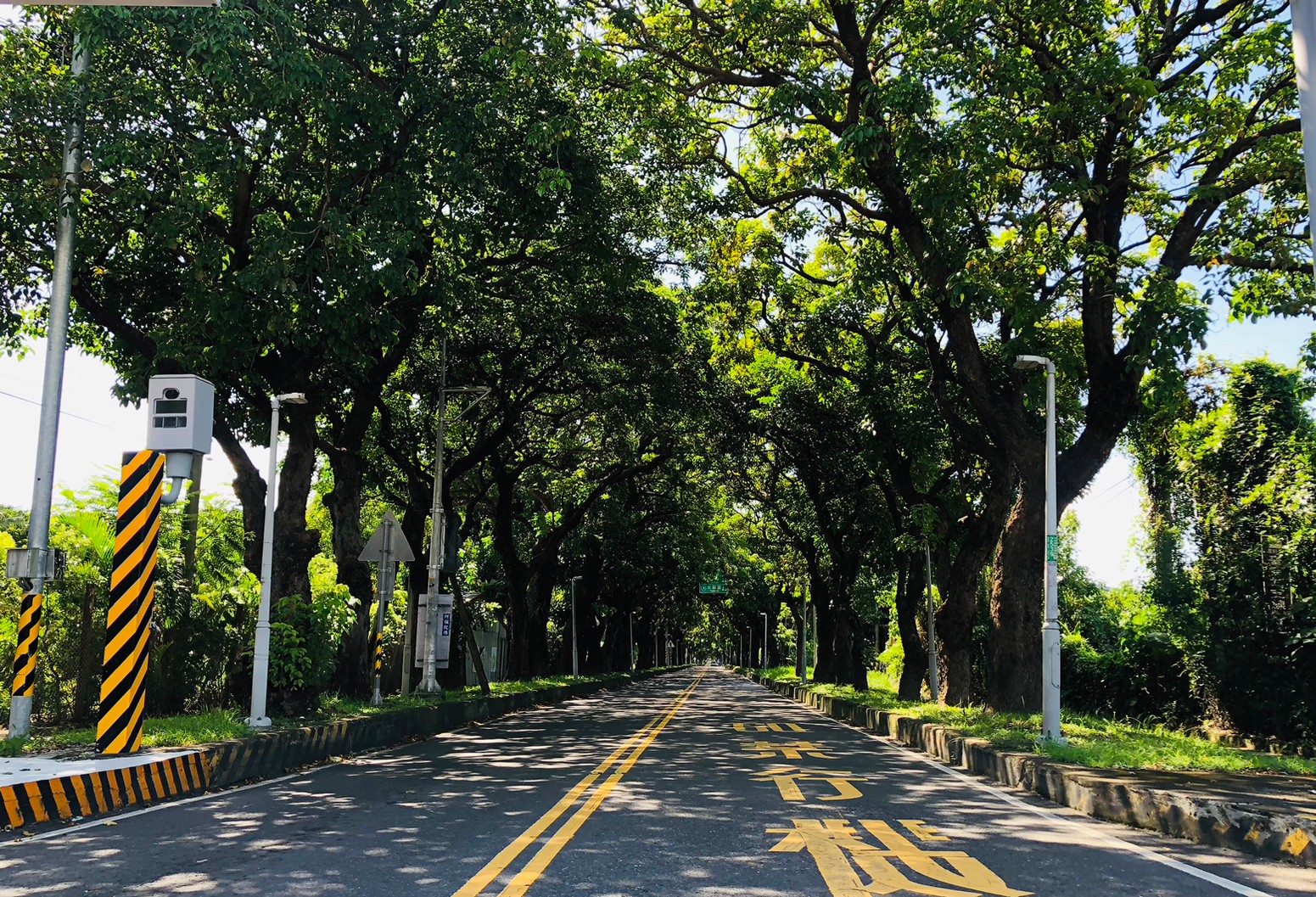 台東,卑南,十股綠色隧道,茄苳樹,山海戀單車