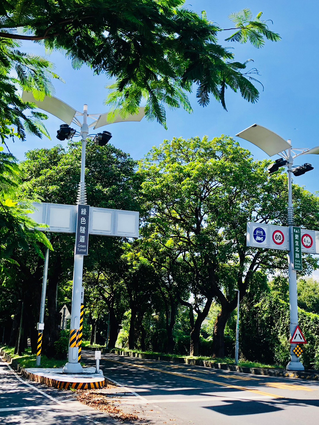 台東,卑南,十股綠色隧道,茄苳樹,山海戀單車