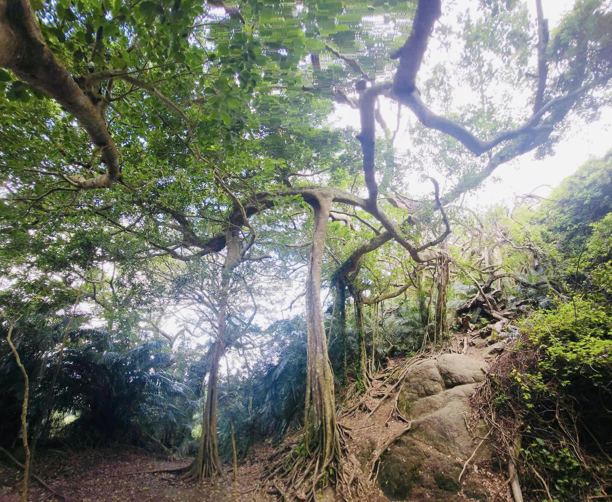 台東,都蘭,鸞山部落,鸞山森林博物館,會走路的樹,原住民,布農族,山海戀單車