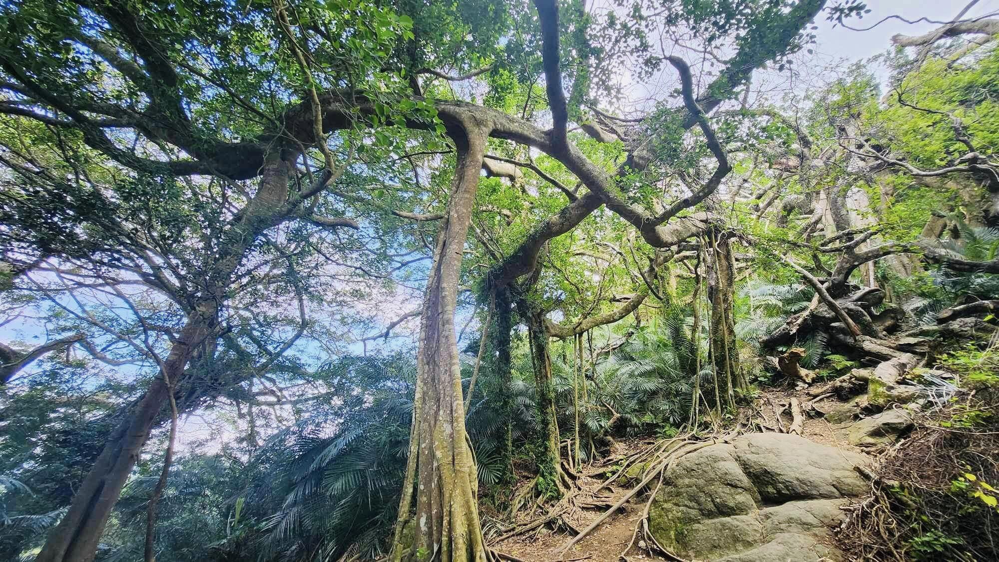台東,都蘭,鸞山部落,鸞山森林博物館,會走路的樹,原住民,布農族,山海戀單車