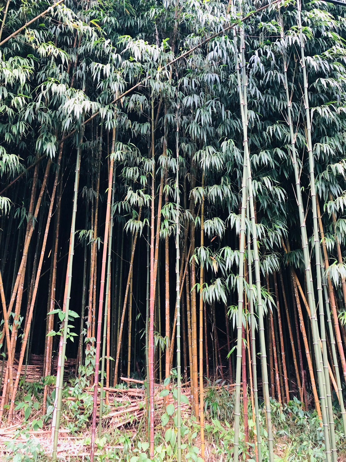 嘉義,阿里山林鐵,奮起湖車站,木造火車站,火車站,鐵道文化,山海戀單車