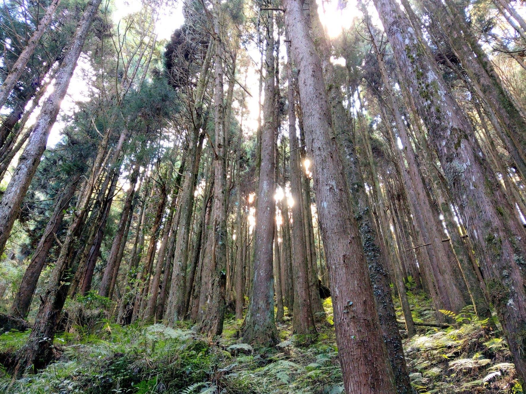 嘉義,阿里山,特富野古道,鄒族,原住民,山海戀單車