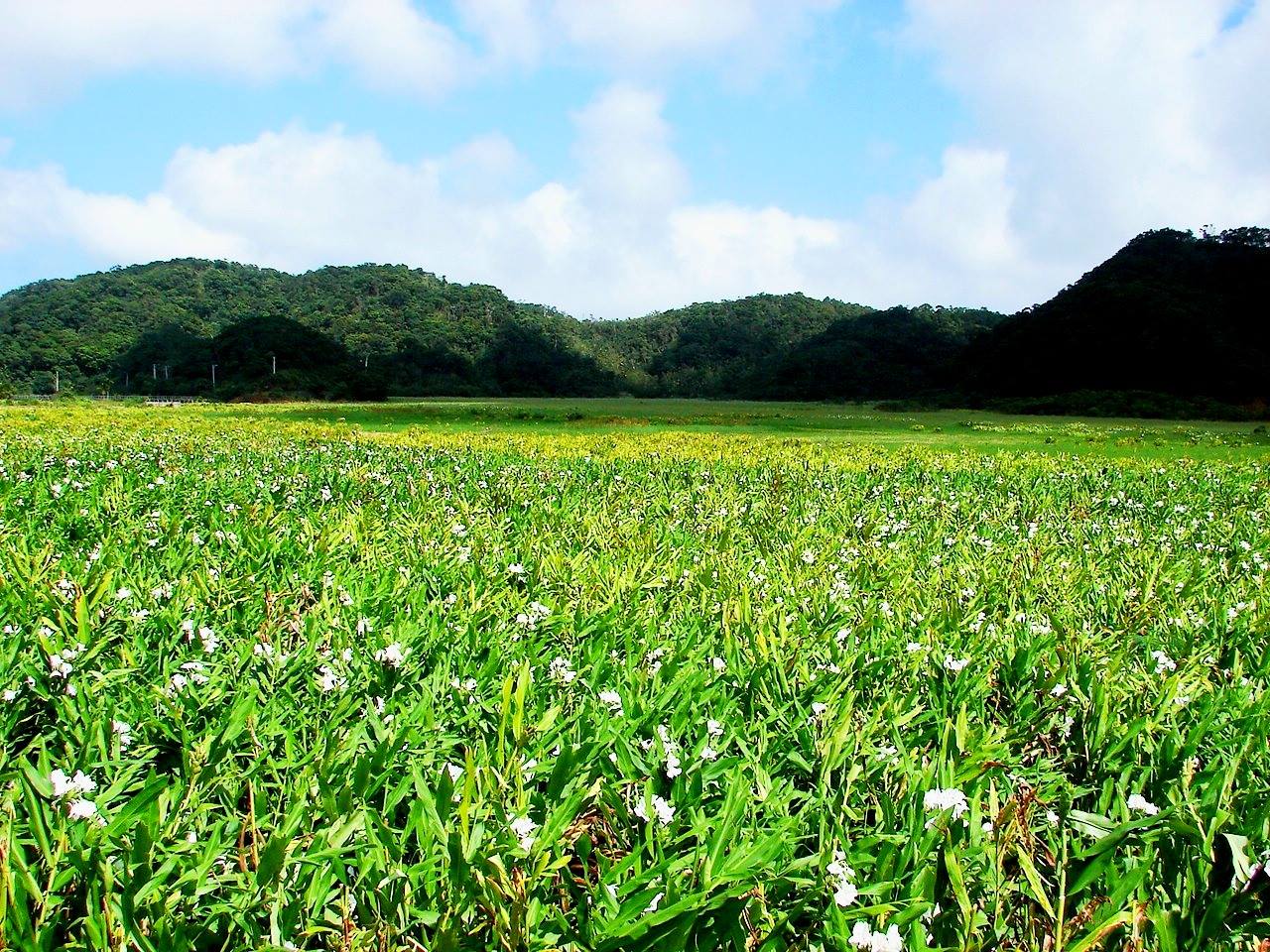 屏東,牡丹,東源溼地,水上草原,溼地,山海戀單車