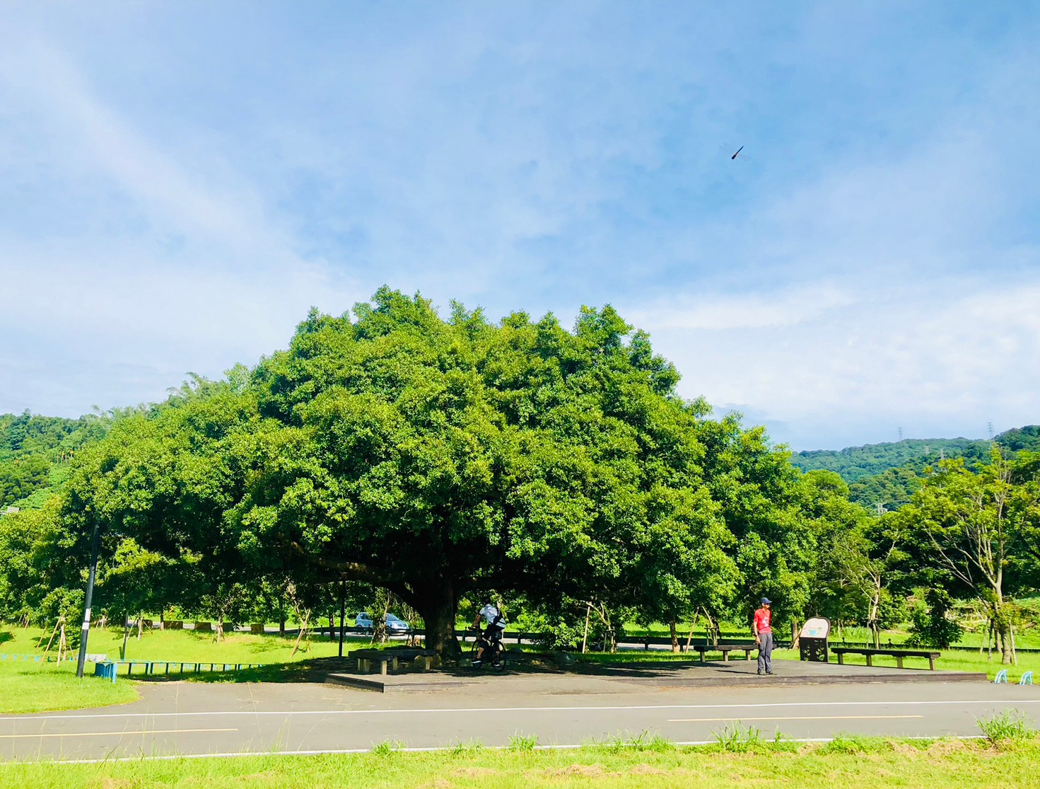 新北,樹林,金城武樹,沐心池,山海戀單車