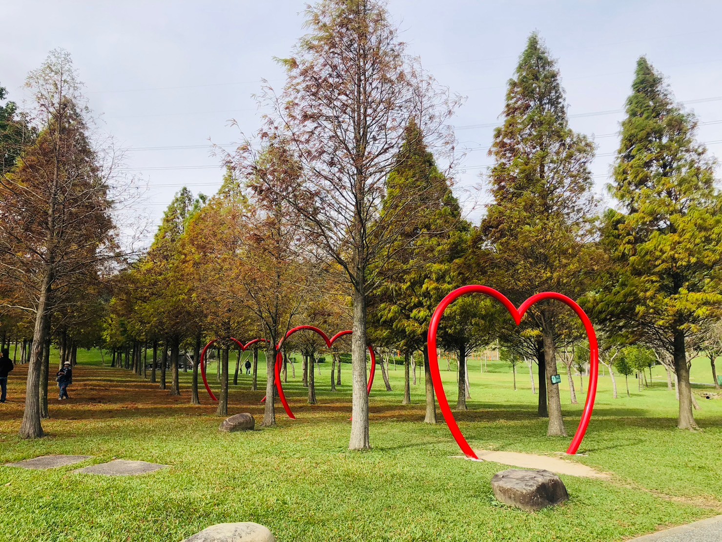 桃園,大溪,大溪河濱公園,落羽松,love,山海戀單車