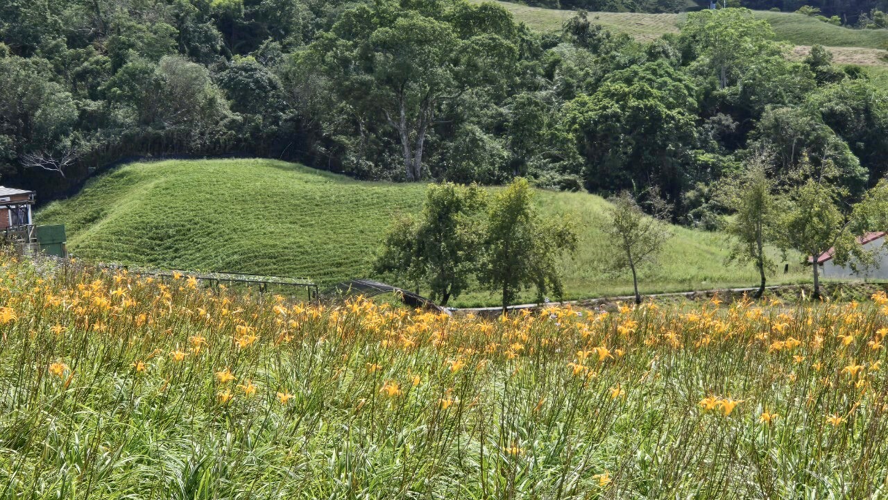 花蓮,富里,六十石山,金針花,山海戀單車