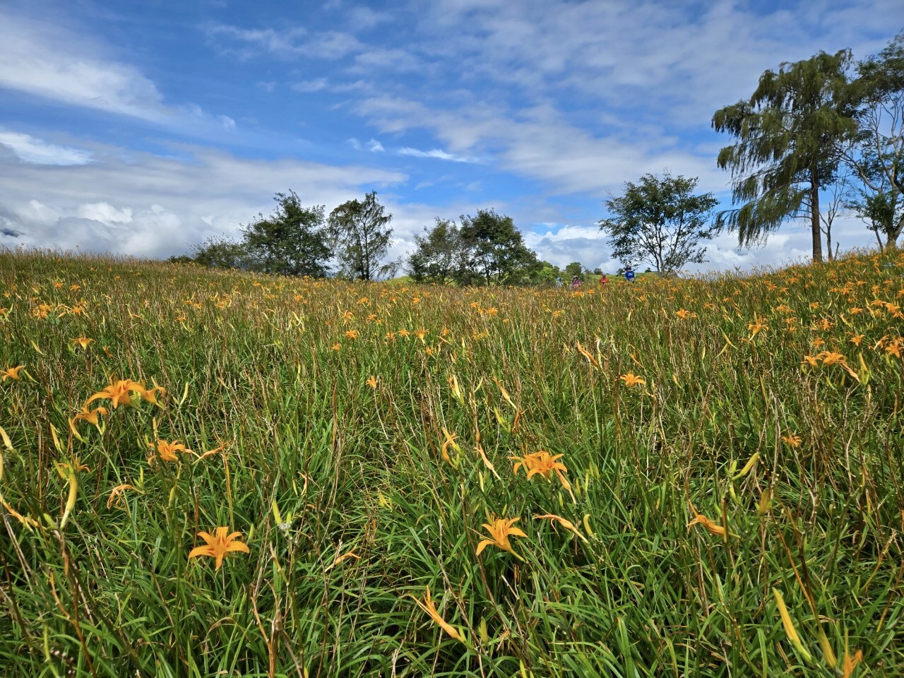 花蓮,富里,六十石山,金針花,山海戀單車