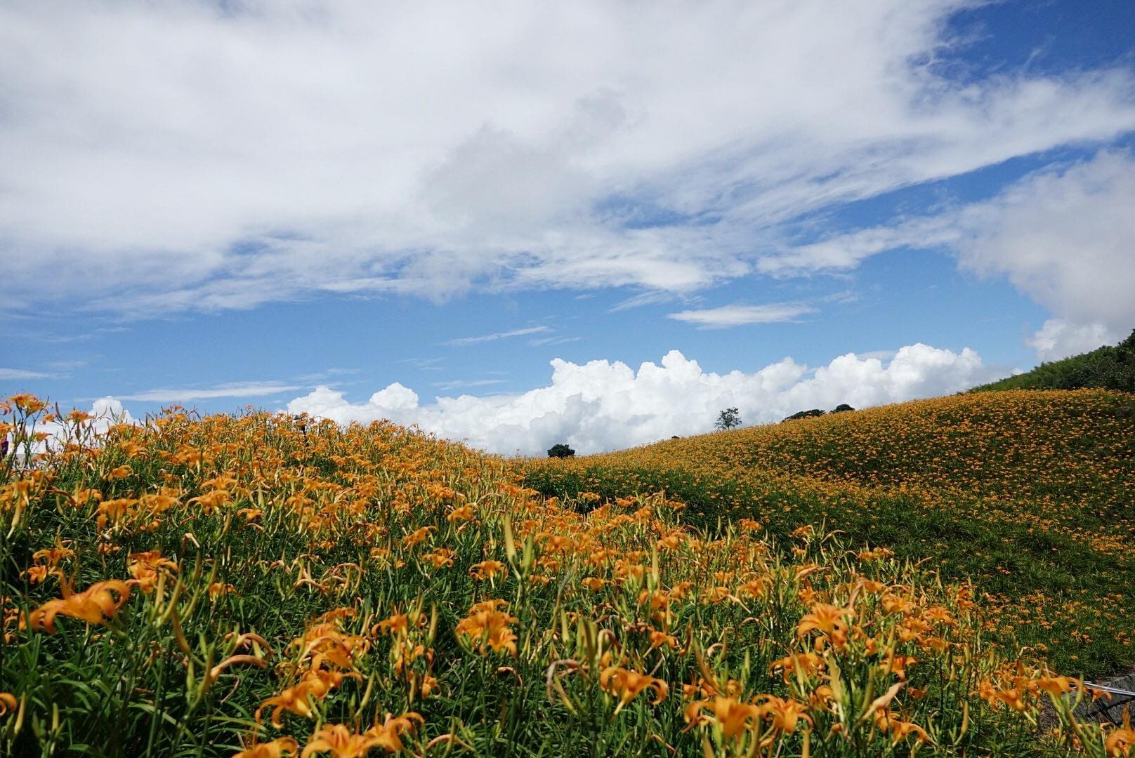 花蓮,玉里,赤科山,金針花,山海戀單車