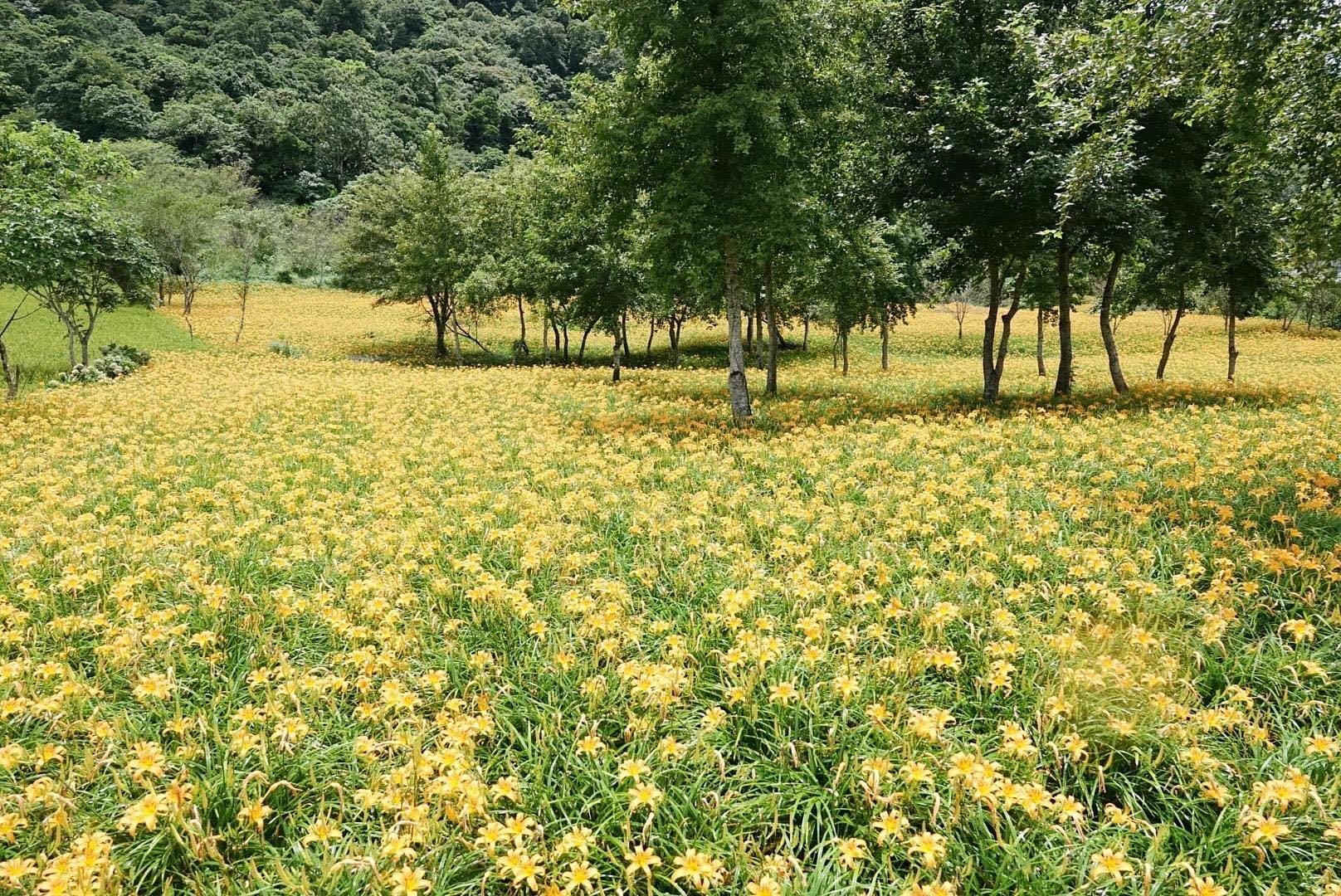 花蓮,玉里,赤科山,金針花,山海戀單車