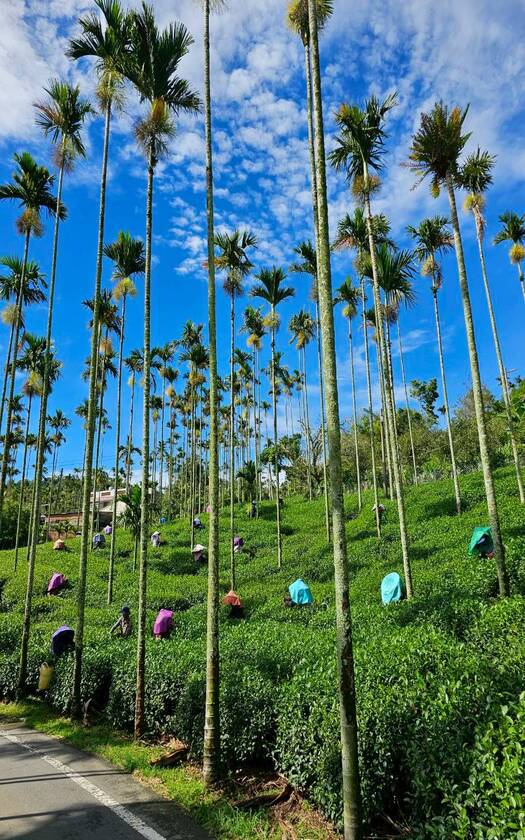 CyclingTaiwan,CyclingAdventure,阿里山雙鐵,台灣旅遊,騎行台灣,單車看見台灣,戀山戀海戀單車,愛騎愛玩愛台灣,biketour,奮起湖,瑞里風景區,圓潭自然生態園區,四方竹