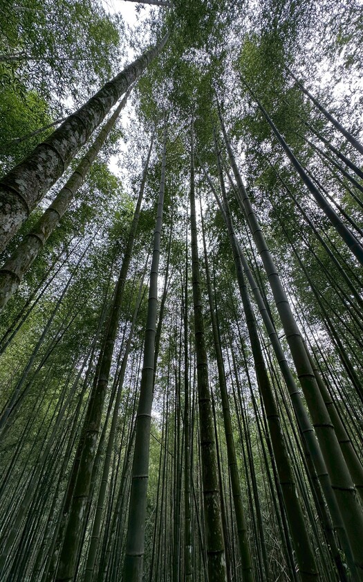 CyclingTaiwan,CyclingAdventure,阿里山雙鐵,台灣旅遊,騎行台灣,單車看見台灣,戀山戀海戀單車,愛騎愛玩愛台灣,biketour,多林車站,得恩亞納合掌村,迷糊步道,十字路車站,二萬坪黑森林,奮起湖,阿里山