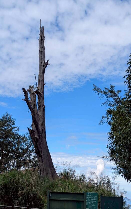 CyclingTaiwan,CyclingAdventure,單車看見台灣,台灣旅遊,單車騎行台灣,海外車友遊台灣,脊梁山脈新雙塔縱騎,雙塔縱騎挑戰,玉山觀景臺,塔塔加夫妻樹,鹿林神木,特富野古道,阿里山森林遊樂區