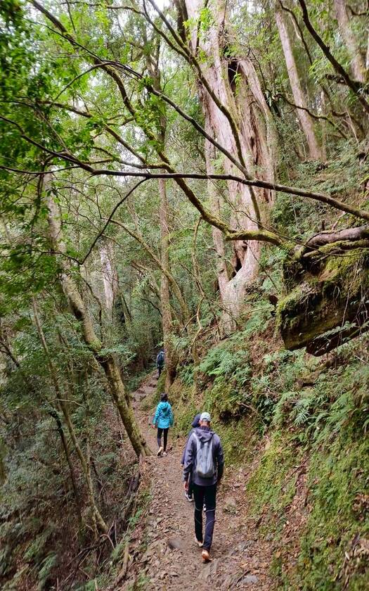 CyclingTaiwan,CyclingAdventure,單車看見台灣,台灣旅遊,單車騎行台灣,專案團,拉拉山巨木群,三龜溪觀景台,巴陵雙橋,榮華大壩,北橫之星,小烏來