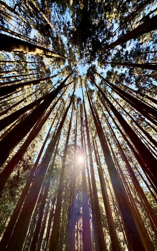 CyclingTaiwan,CyclingAdventure,單車看見台灣,台灣旅遊,單車騎行台灣,海外車友遊台灣,阿里山雙鐵,專案團,阿里山雙鐵,鐵道鐵馬,阿里山森林鐵路,祝山日出,祝山線,檜木列車,沼平車站,姊妹潭,受鎮宮,奮起湖便當