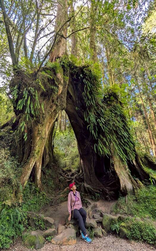 CyclingTaiwan,CyclingAdventure,單車看見台灣,台灣旅遊,biketour,海外車友騎台灣,阿里山新雙鐵,鐵馬鐵道,阿里山林業鐵路,祝山線,祝山日出,小笠原平台,阿里山車站,沼平車站,姊妹潭,受鎮宮,香山神木,櫻王,阿里山國家森林遊樂區,阿里山森林鐵路,阿里山五奇,嘉義旅行,雙鐵旅行,台灣單車旅行,阿里山騎旅