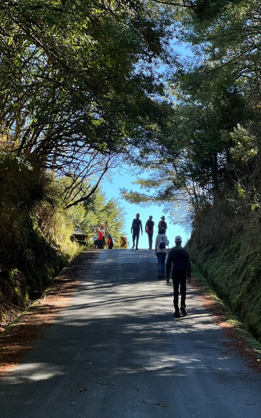 山海戀車友沿著步道走過巍峨矗立數百年的大鐵杉，穿越參天老杉與二葉松環繞的森林。